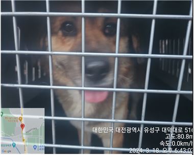 대전동물보호센터_430367202400147